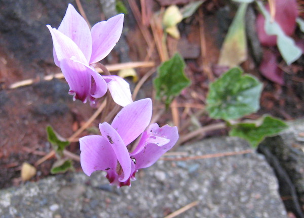 <i>Cyclamen</i>