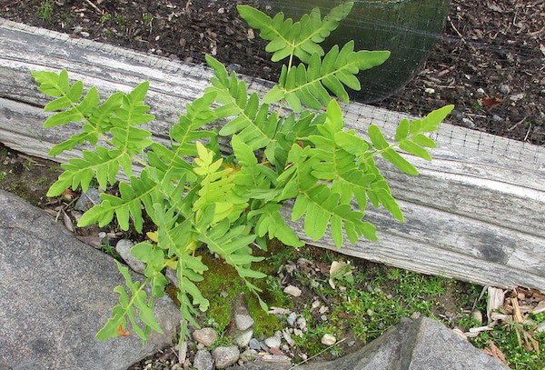 Royal or Flowering Fern