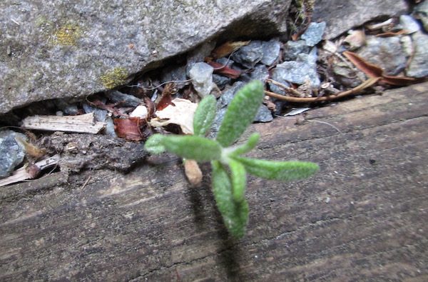 Rosemary seedling