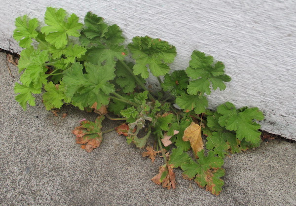 Scented Geranium