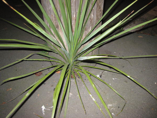 New Zealand Cabbage-Tree