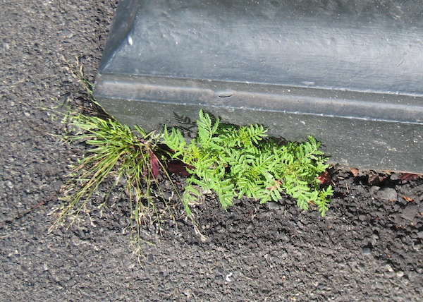 Annual Bluegrass, and Marigold seedlings