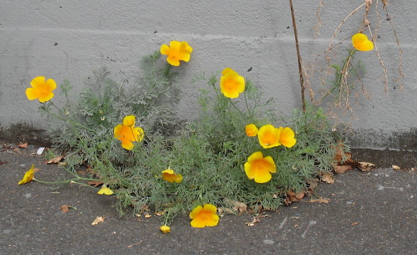 California Poppy