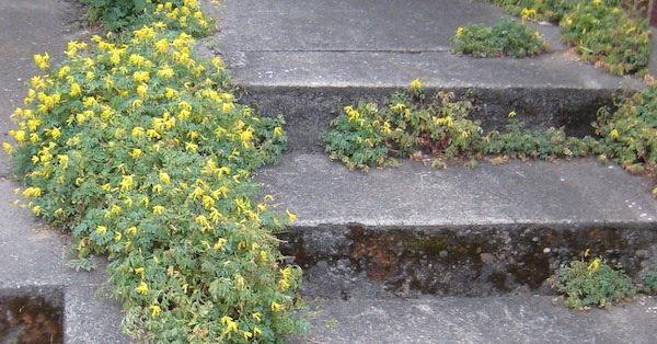 Yellow Corydalis or Fumitory