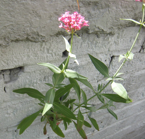 Red Valerian or Jupiter's Beard