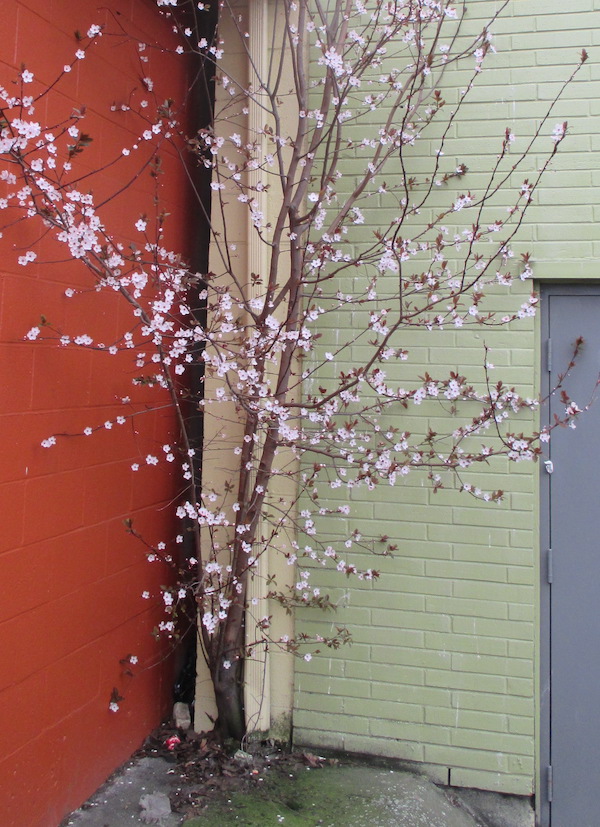 Purpleleaf Plum tree