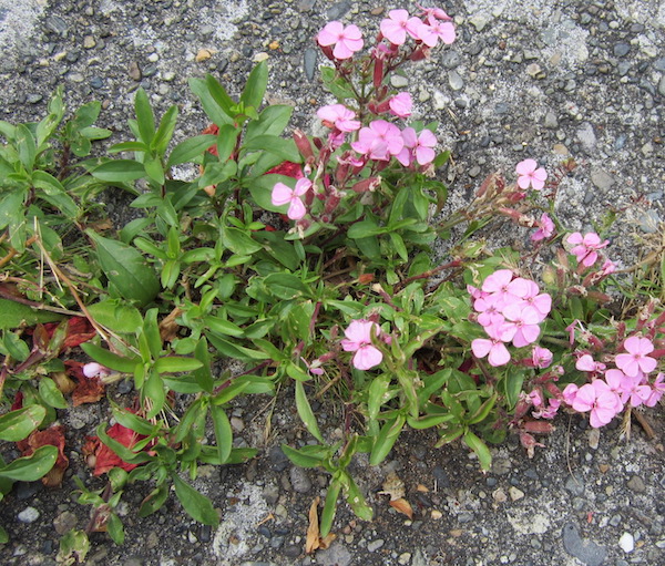 Rock Soapwort