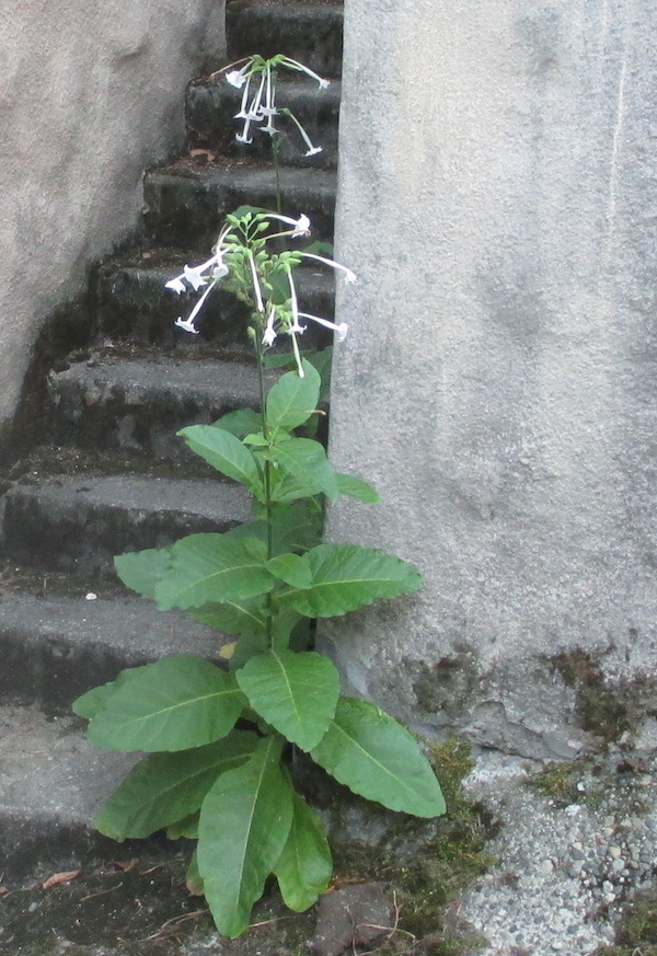 Woodland Tobacco