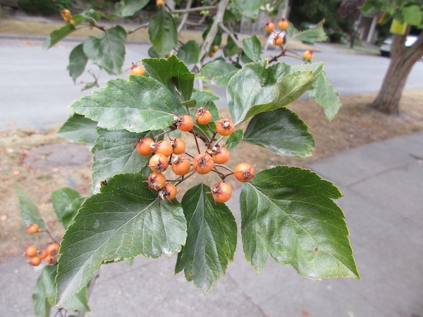 Crataegus viridis