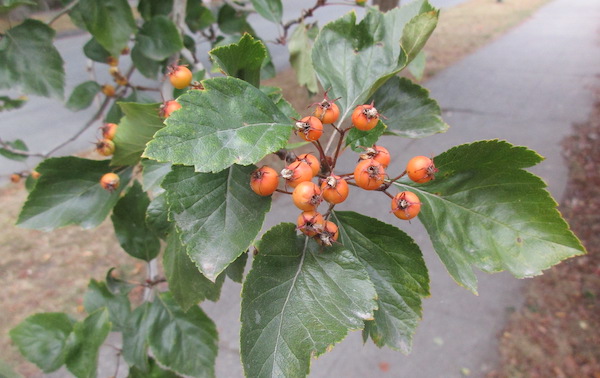 Crataegus viridis