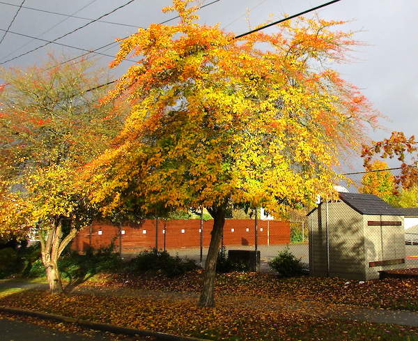 Crataegus viridis