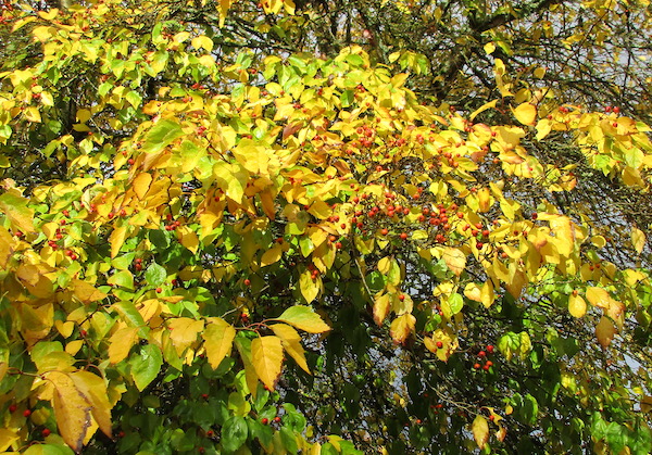 Crataegus viridis