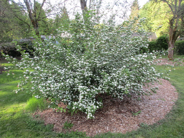 Crataegus laevigata