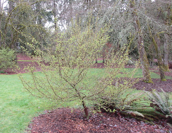 Crataegus laevigata