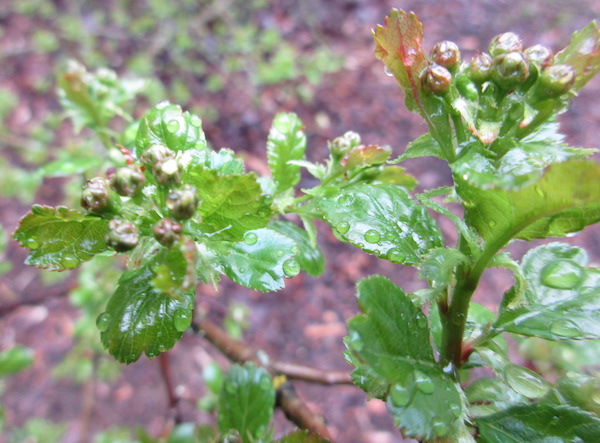 Crataegus laevigata