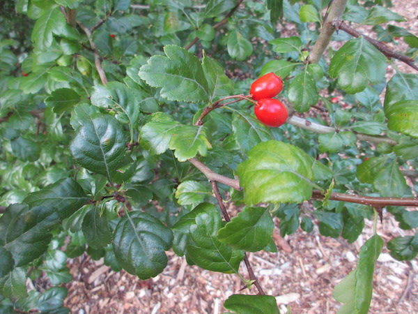 Crataegus laevigata