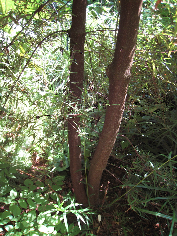 Crinodendron trunks and suckers