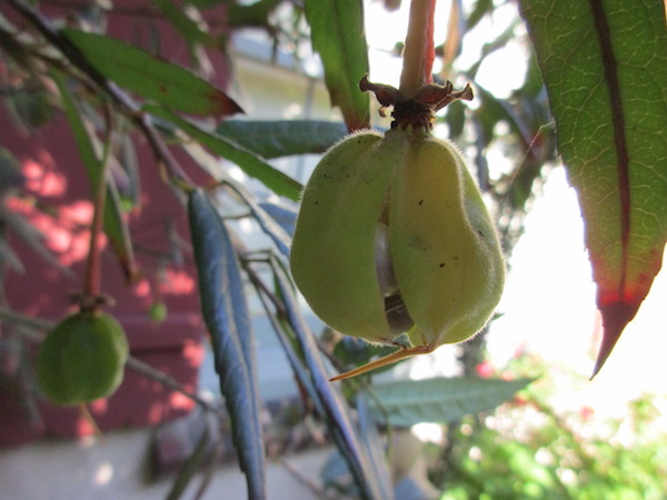 Crinodendron seedpod