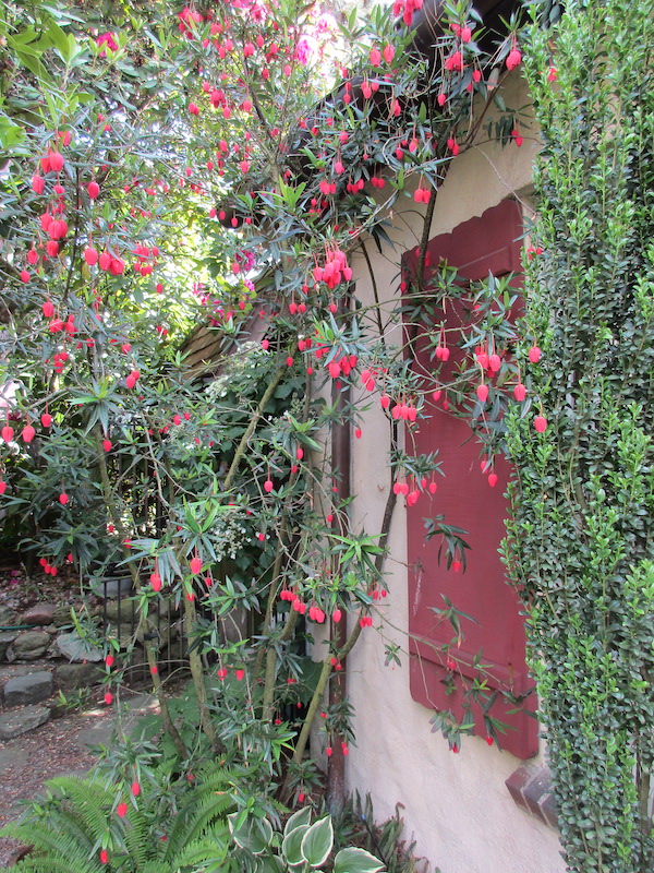 Crinodendron shrub