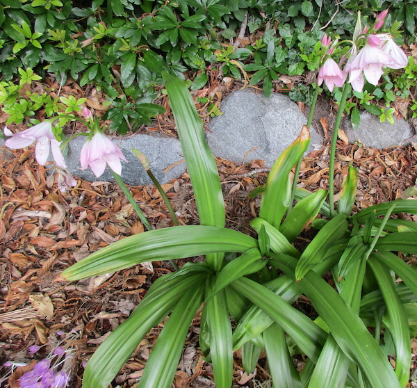 Crinum Moorei