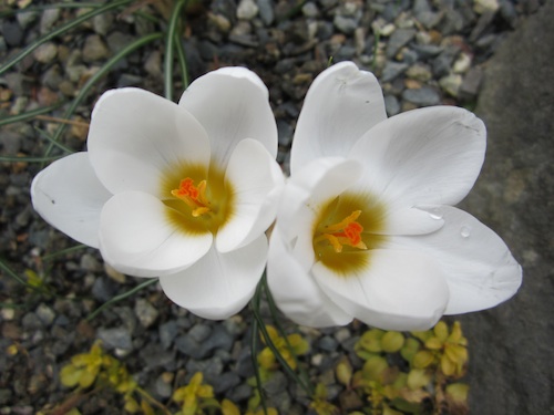 Crocus chrysanthus 'Ard Schenk'