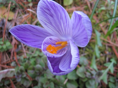 Crocus vernus