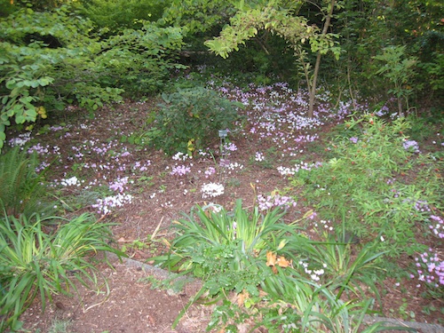 Cyclamen hederifolium