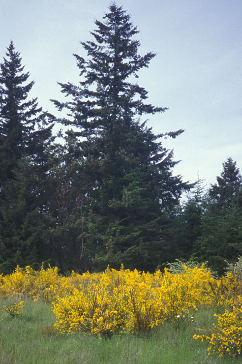 Scotch Broom