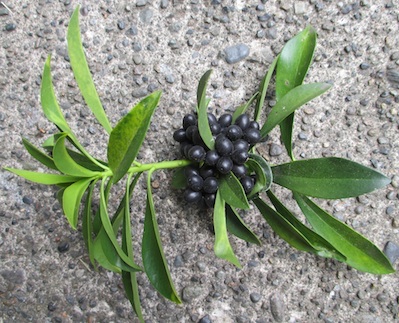 Daphne Laureola photo