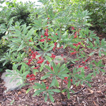 Daphne Mezereum photo