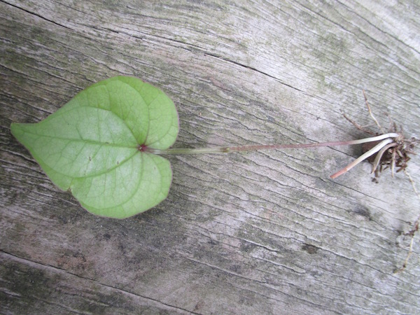 Dioscorea polystachya growing from bulbil