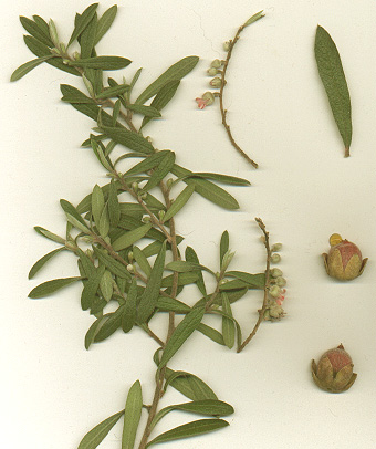 Diospyros austro-africana