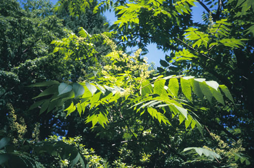 Dipteronia flowers