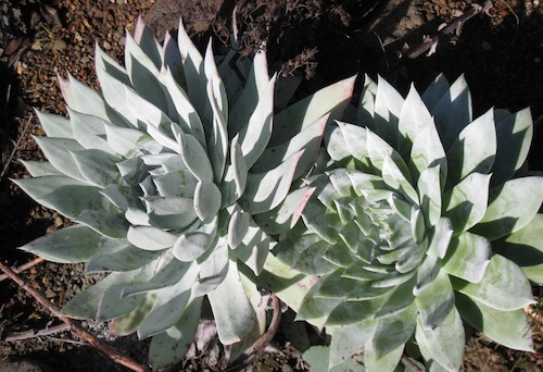 <i>Dudleya Brittonii</i> January 2011