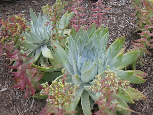 <i>Dudleya Brittonii</i> May 2010