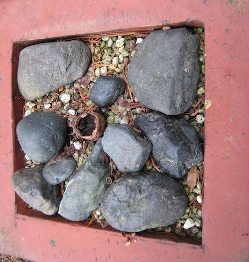 <i>Dudleya Brittonii</i> remains; January 2011