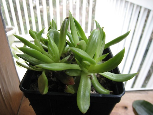 <i>Dudleya cymosa</i> January 2011 in a pot