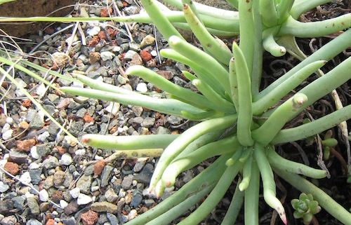 <i>Dudleya edulis</i> January 2011 in Berkeley