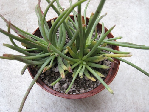 <i>Dudleya edulis</i> January 2011 in a pot