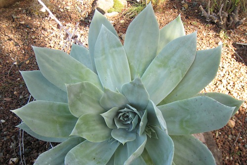 <i>Dudleya pulverulenta</i> January 2011 in Berkeley