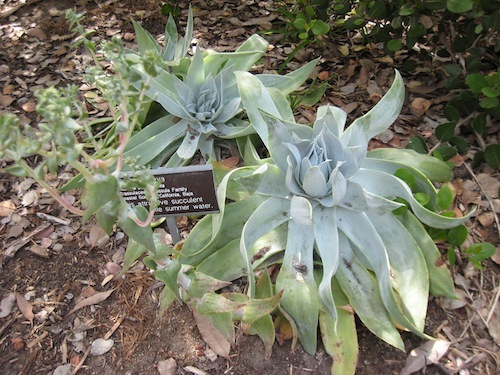 <i>Dudleya pulverulenta</i> May 2010 in San Diego