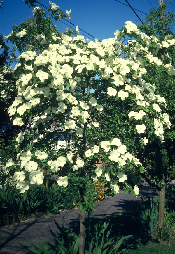 Eddie's White Wonder