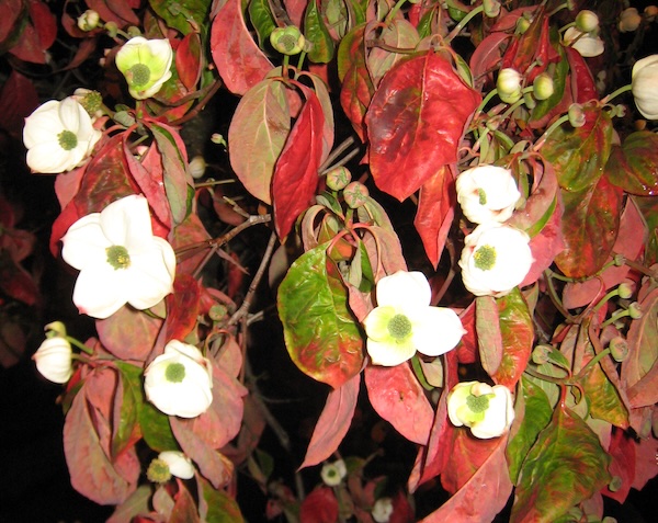 Eddie's White Wonder