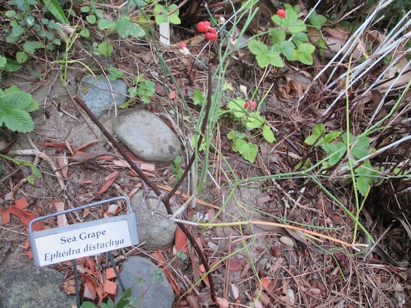 Ephedra distachya plant