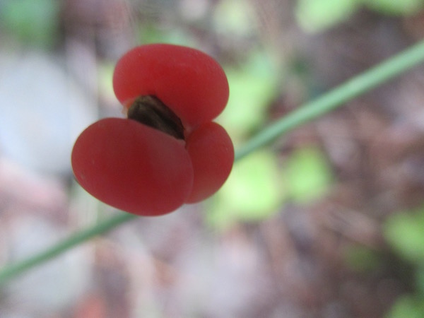 Ephedra distachya fruit ripe