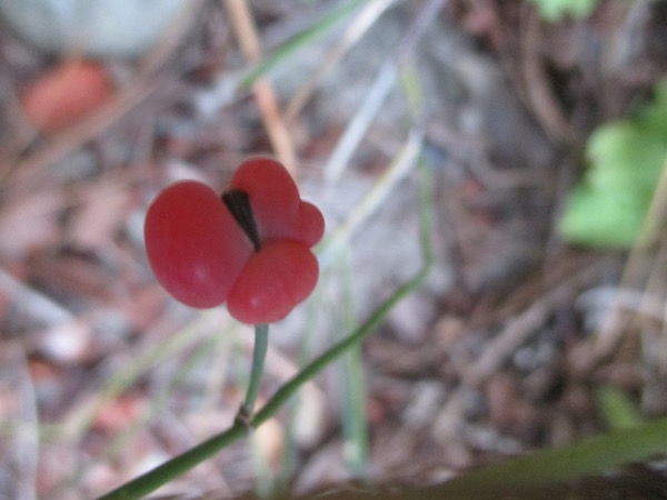 Ephedra distachya fruit ripe