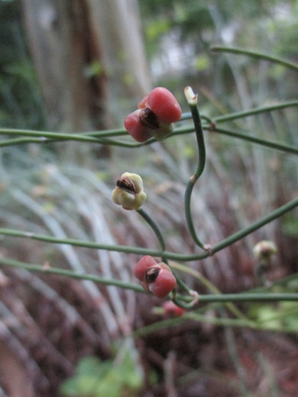 Ephedra distachya fruit unripe