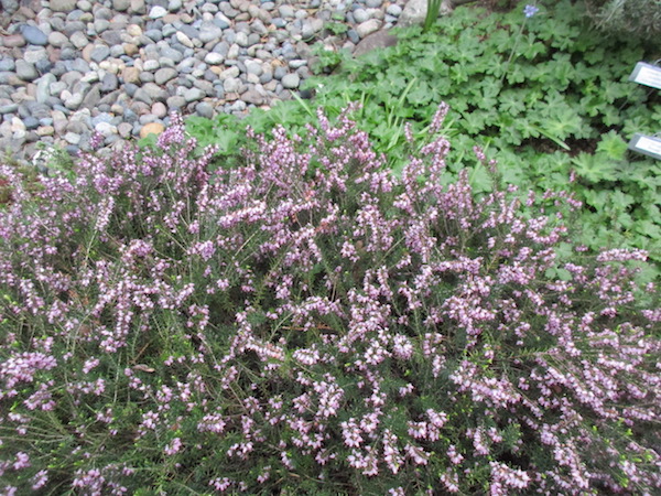 <i>Erica carnea</i>