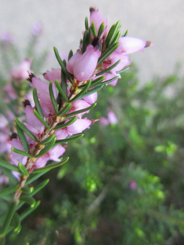 <i>Erica carnea</i>