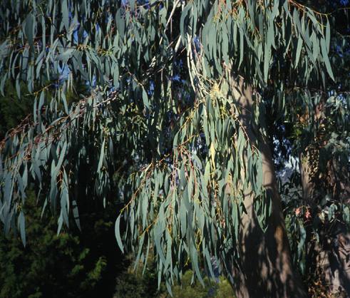 adult foliage